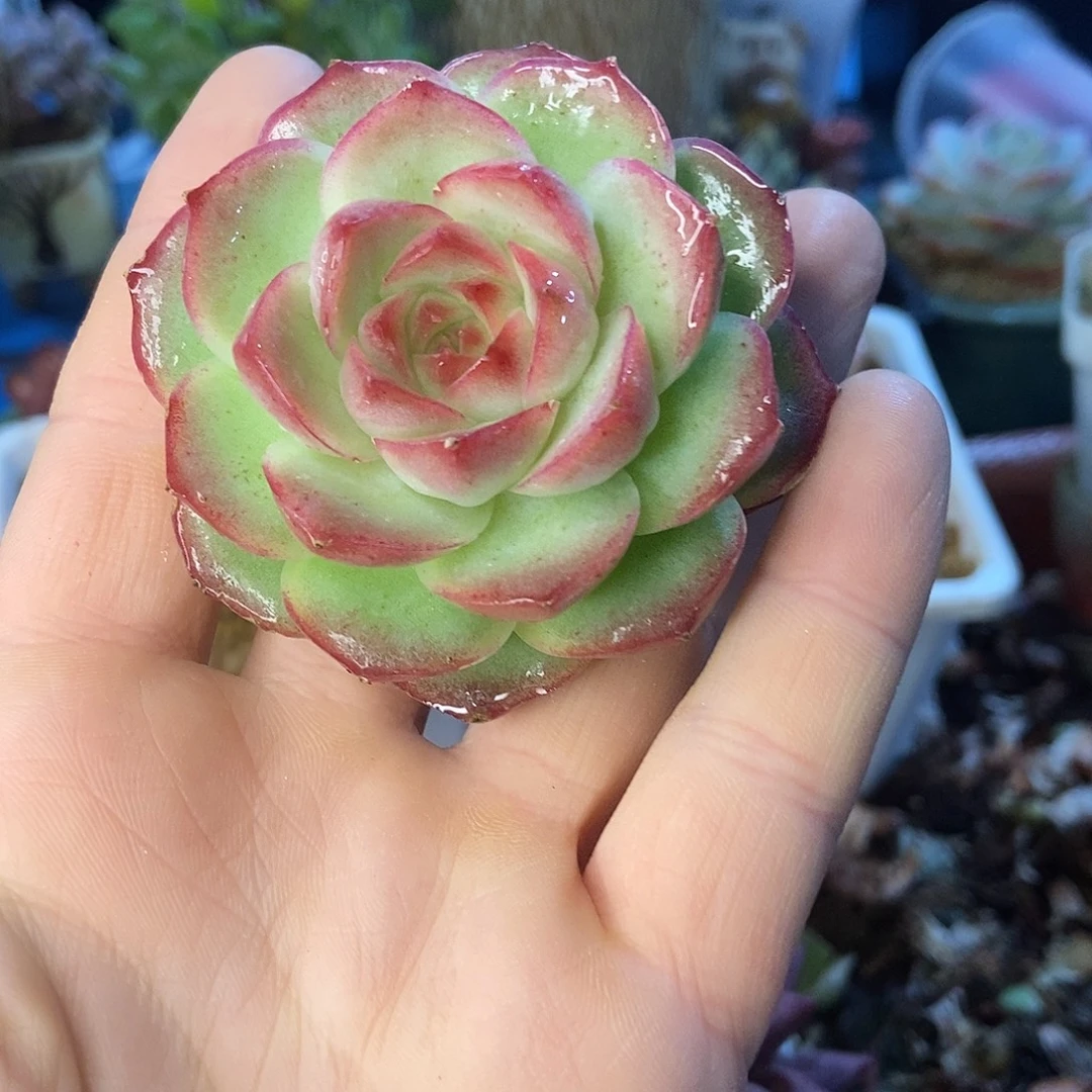 杂交单头一物一拍