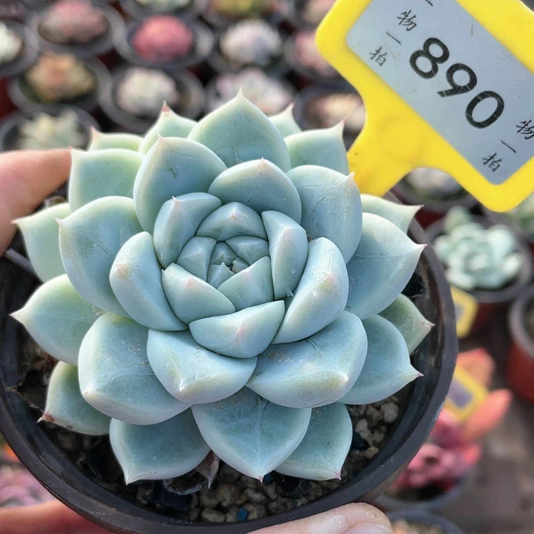 【闪购商品】890号