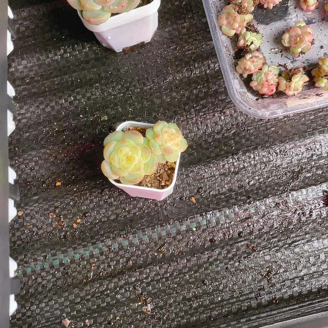 花*猫T109号甜心双头盆满25包邮