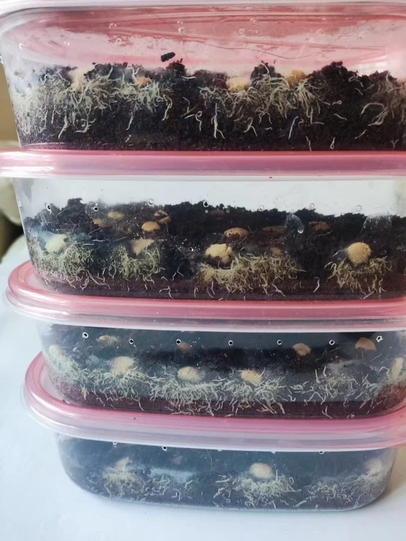 白线虫格林达尔蠕虫