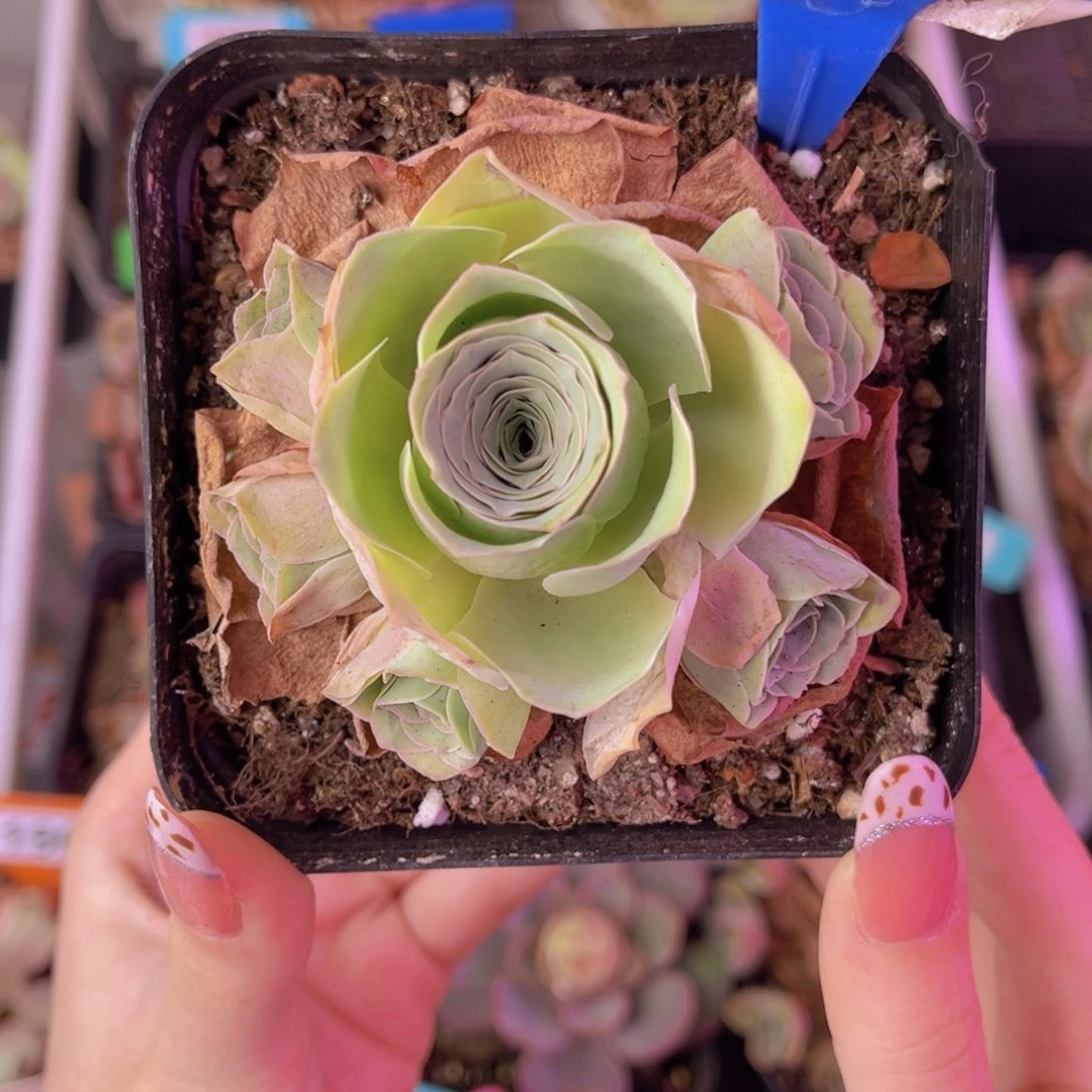 单品一物一拍081号