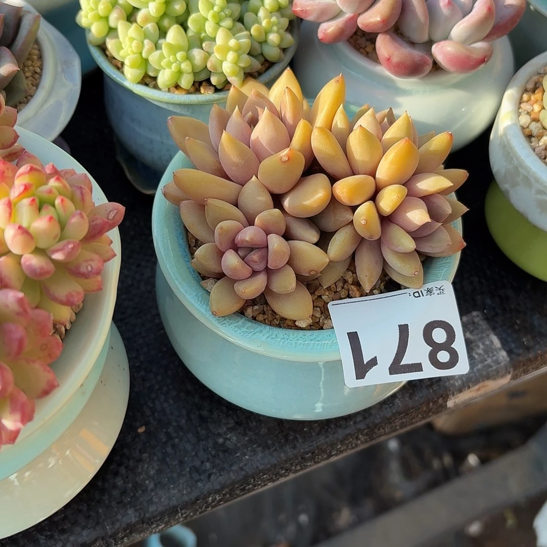 酒***子黄金象牙带盆发货871