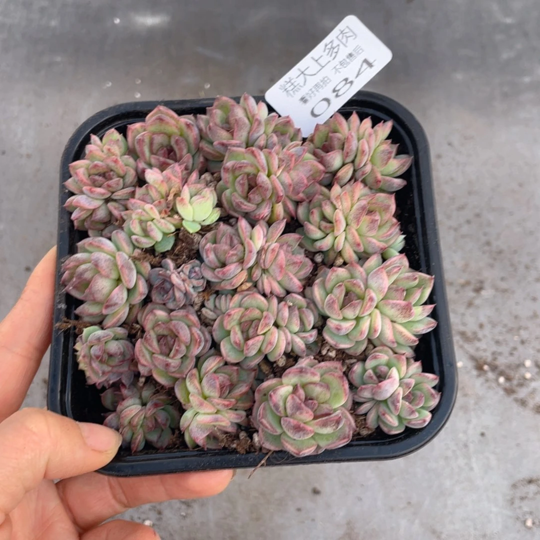 糕大上多肉植物084