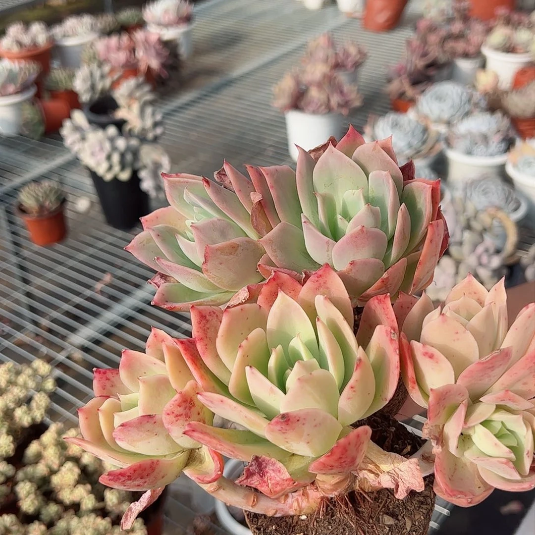 金辉双头起老桩整桩