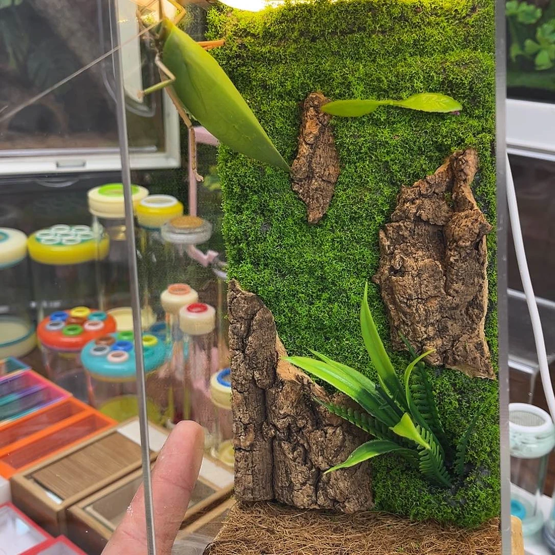 实木插电生态➕素贝哈