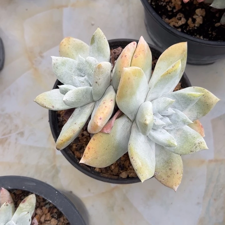 赛丽娜～一物一拍0764