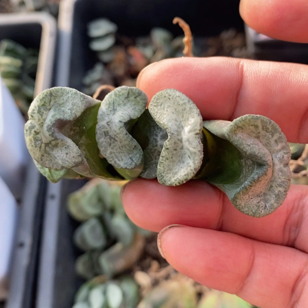 一颗实生牛逼玉扇。