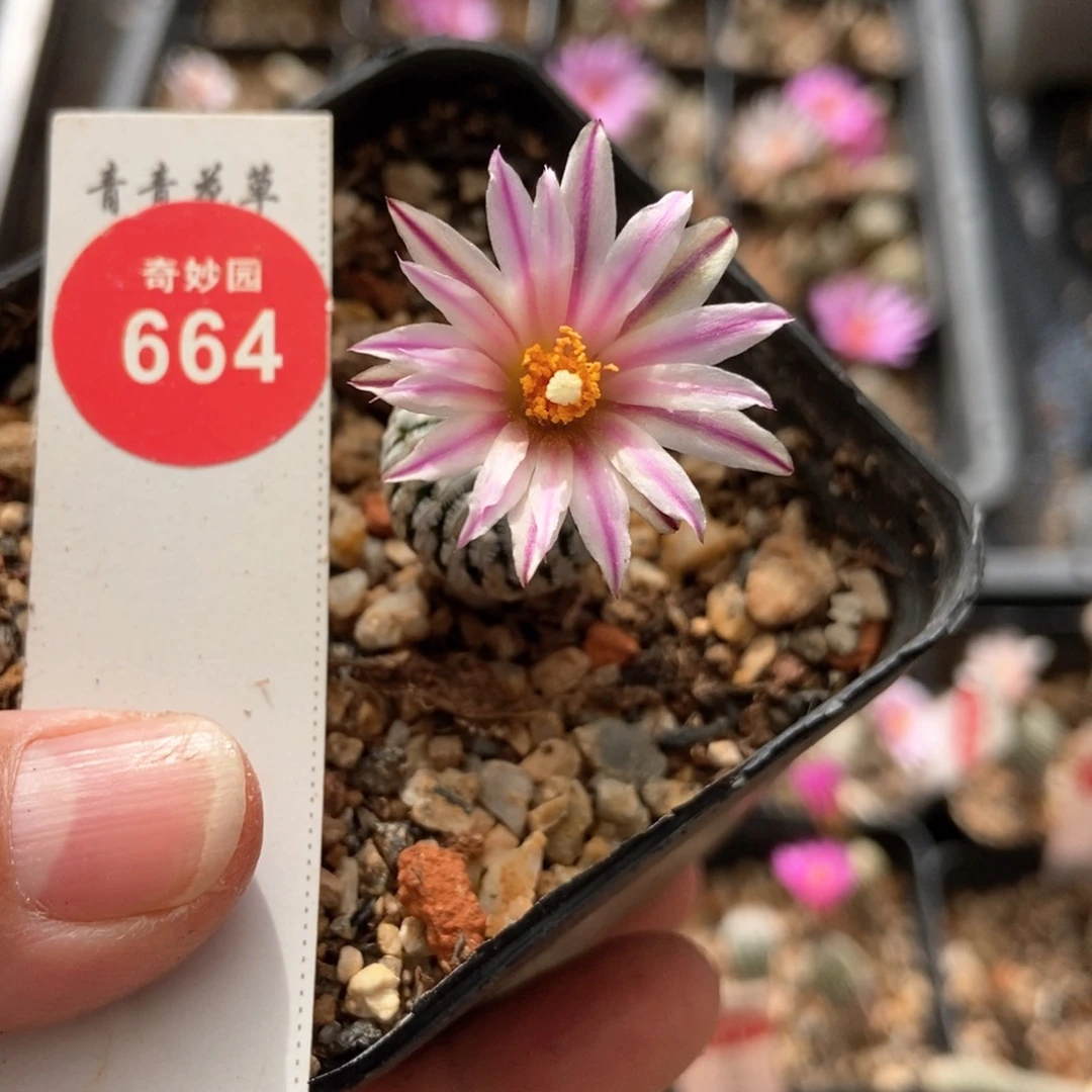 实生中锦精巧殿1.8cm