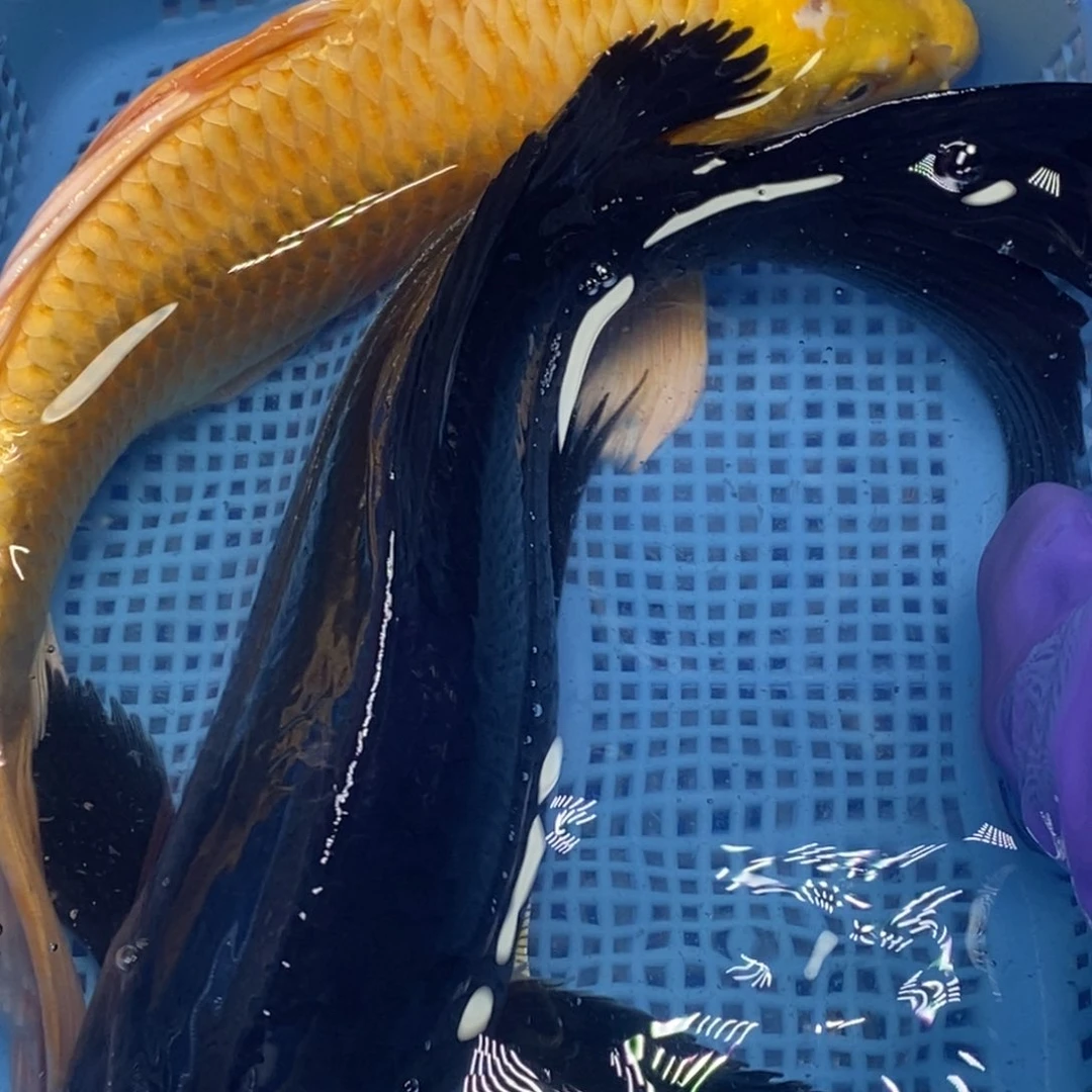 锦鲤冷水锦鲤包邮