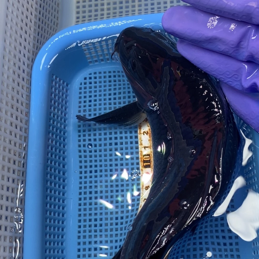 锦鲤冷水锦鲤包邮