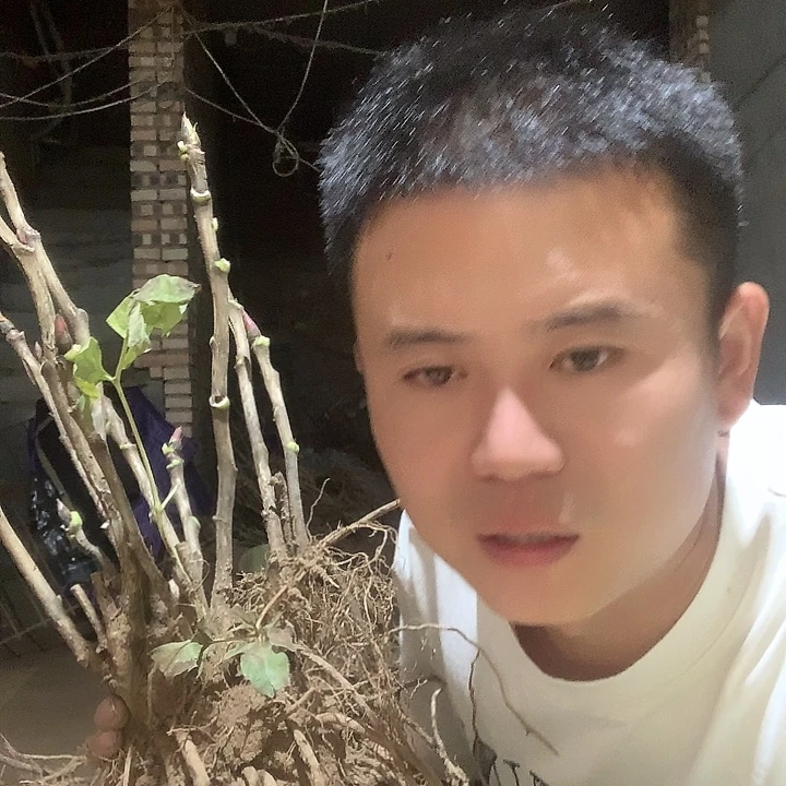 I***O当前无花栽培后可以开花