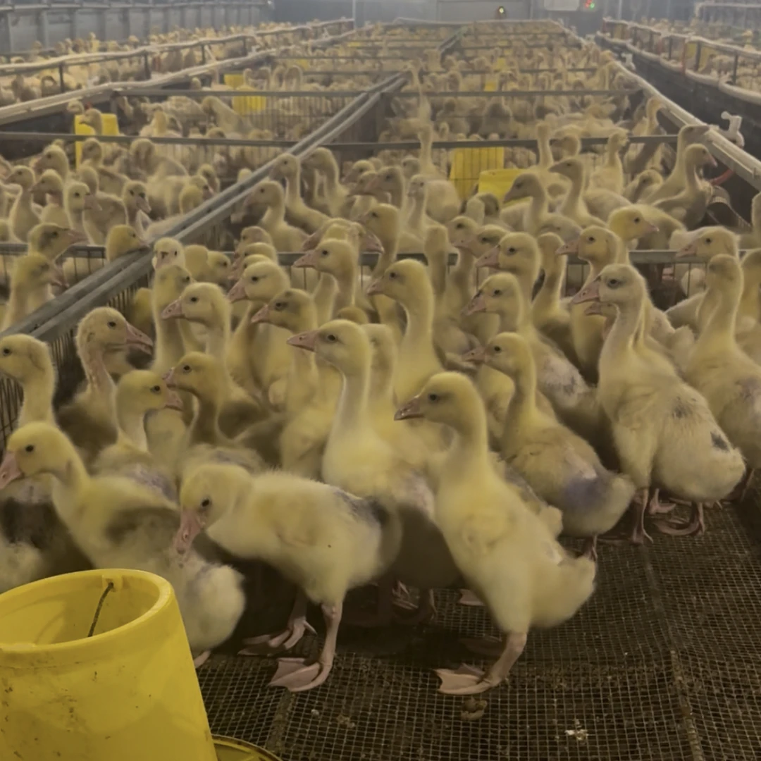 宠物花健康好养疫苗齐全顺丰包邮