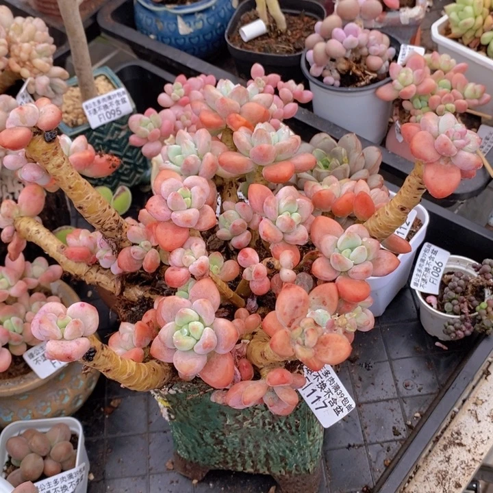 樱花洛神老桩不包整有砍18cm117多肉植物