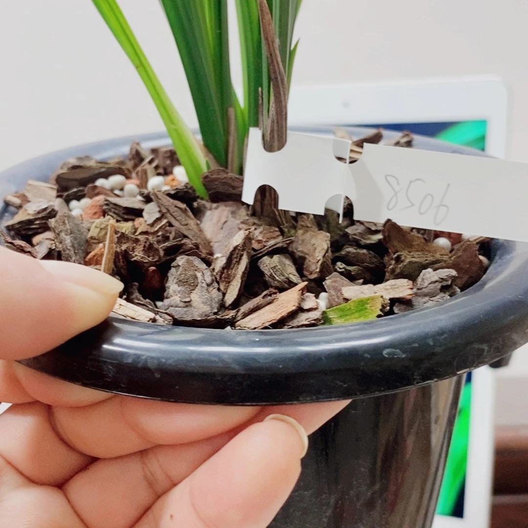 半***醒当前无花栽培后可以开花