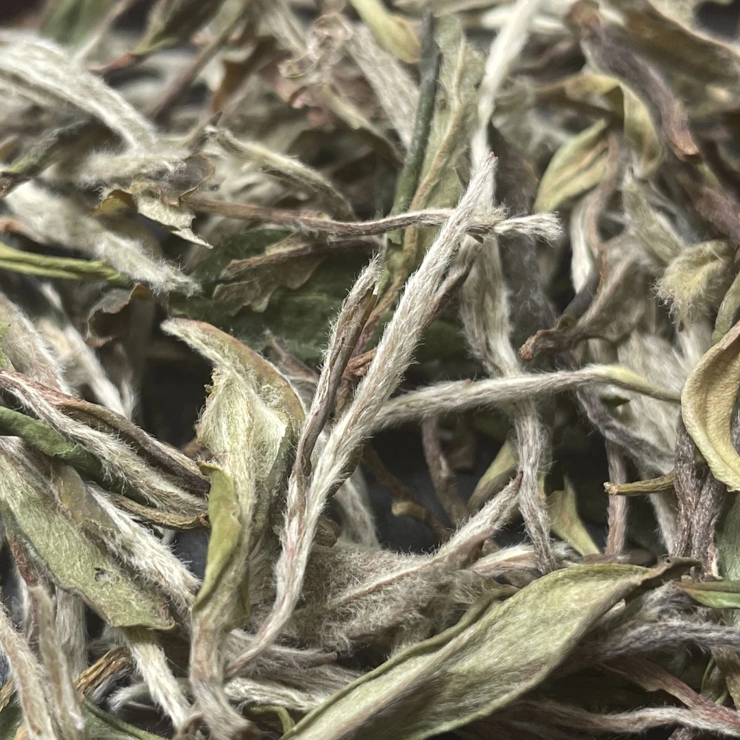 2021高山荒野 白牡丹大洋山