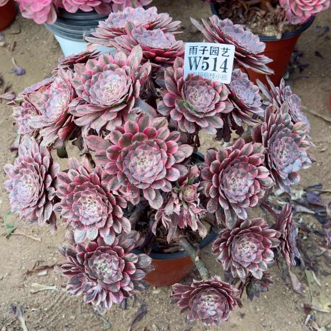 514粉霞尺寸30左右