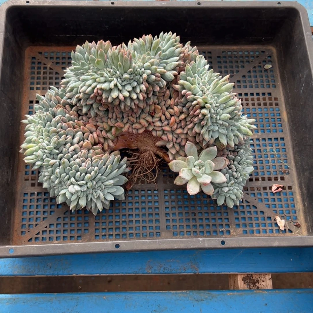 431号新疆西藏内蒙古不包邮的