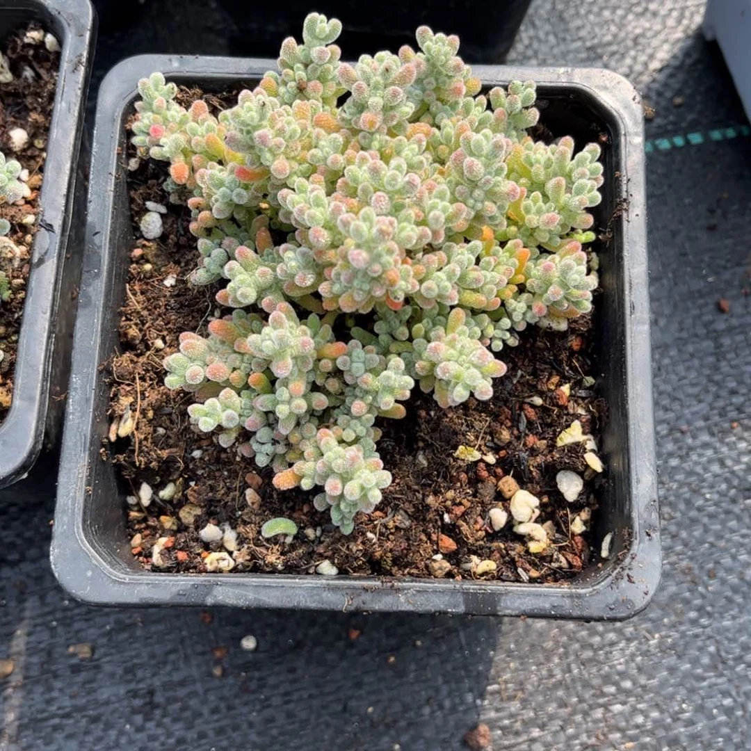 *️**冰晶优选枝干番杏