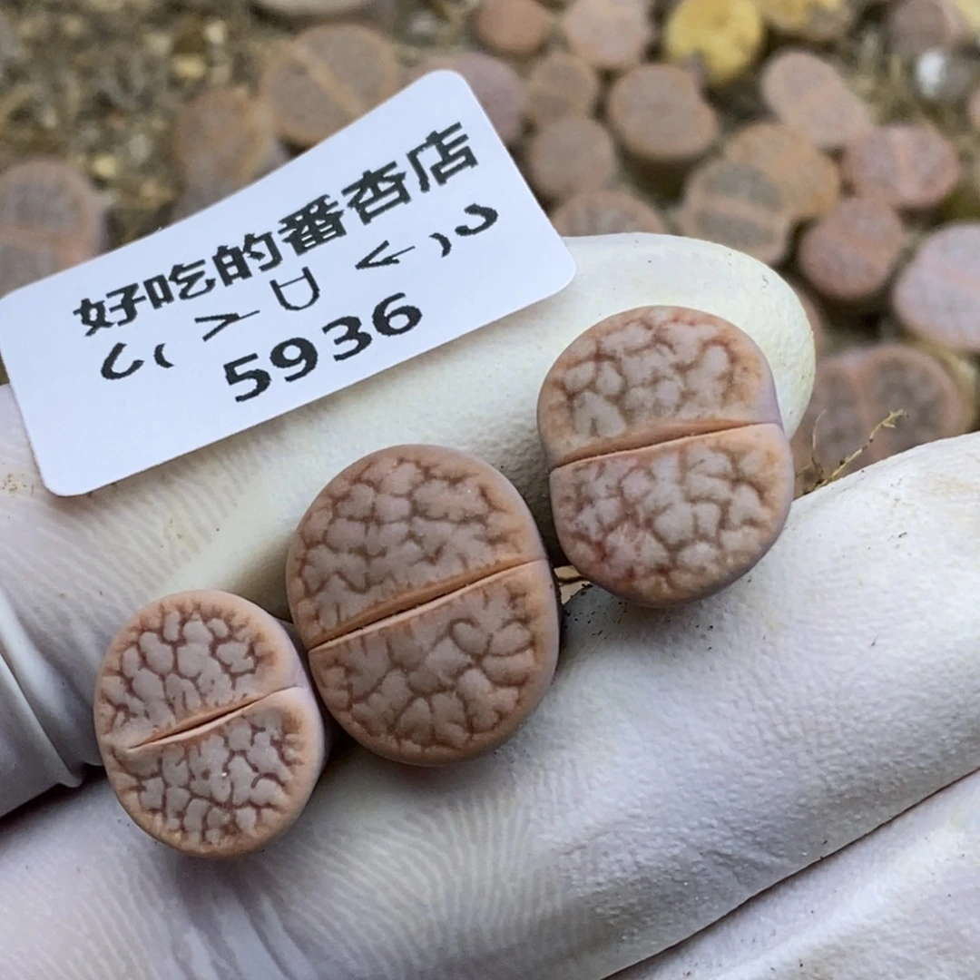 天**到5936。18包邮.当天凑哦。新疆西藏88包邮