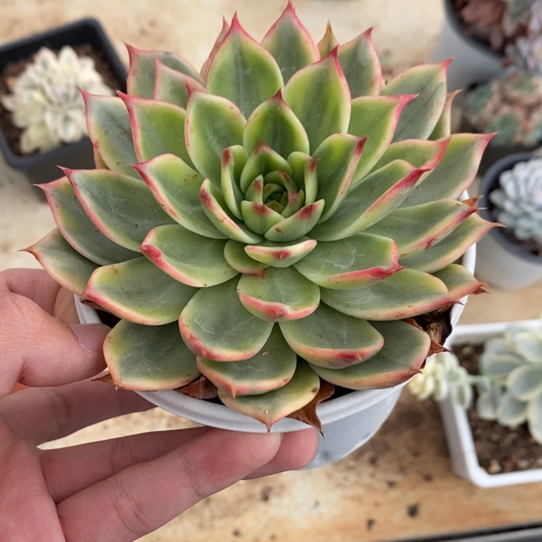 桃花多肉植物8531
