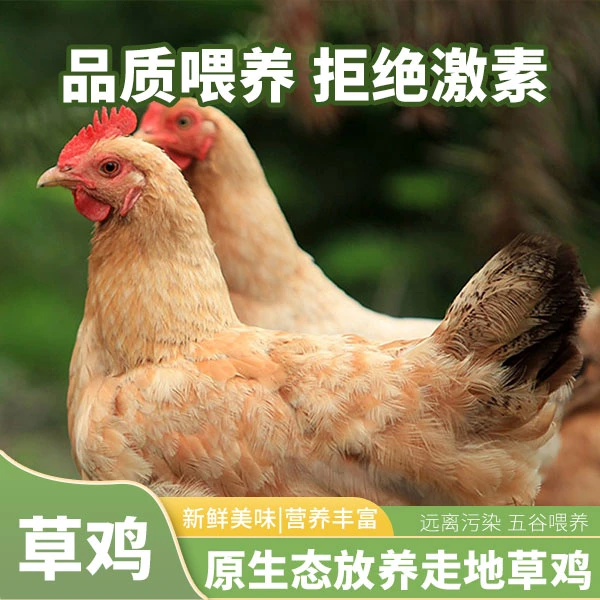 先福果园散养三年老母鸡