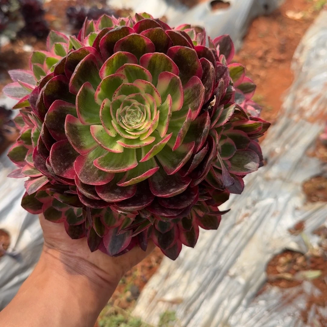 18.8海仙手捧啊啊啊啊啊