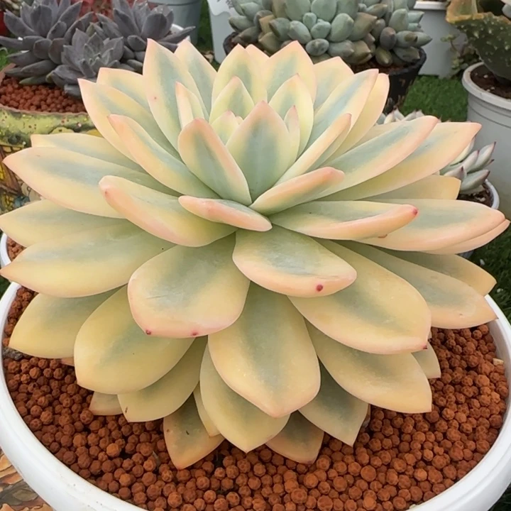 1798橙梦露锦多肉植物
