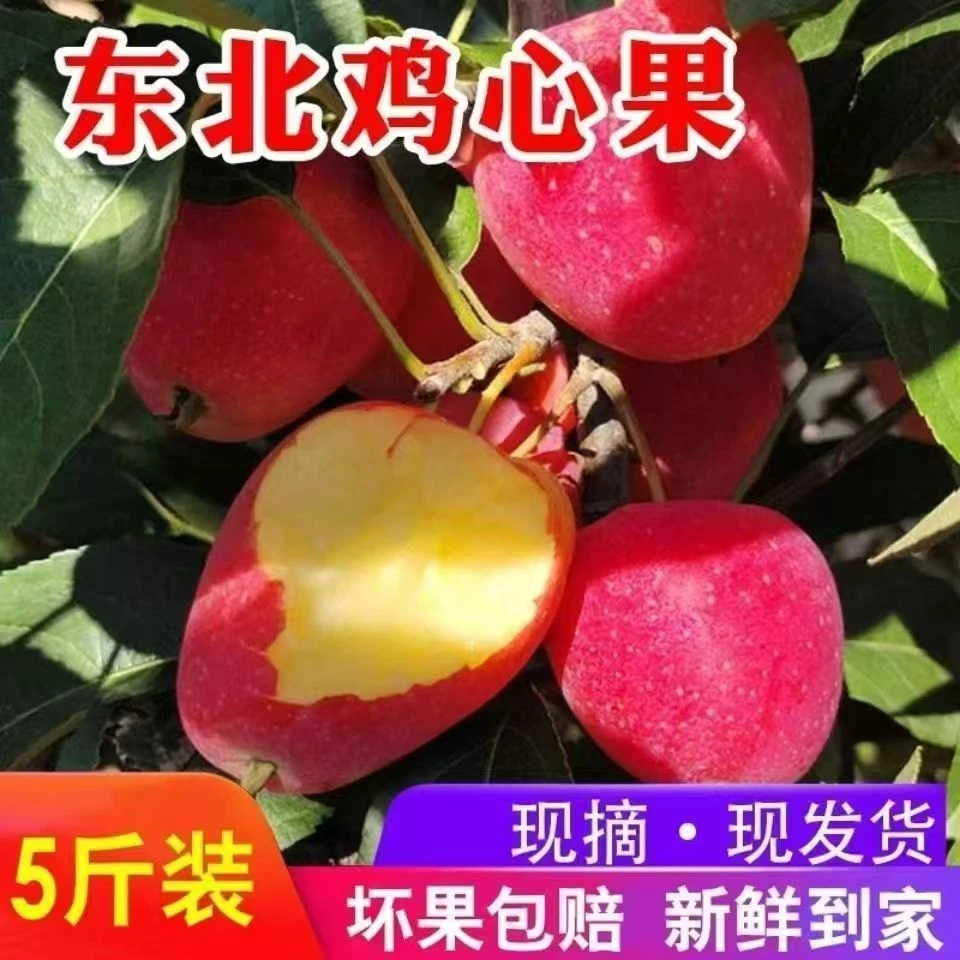 WHY（东北鸡心果锦绣海棠）脆甜口感 东北特产 当天采摘 头茬鲜果