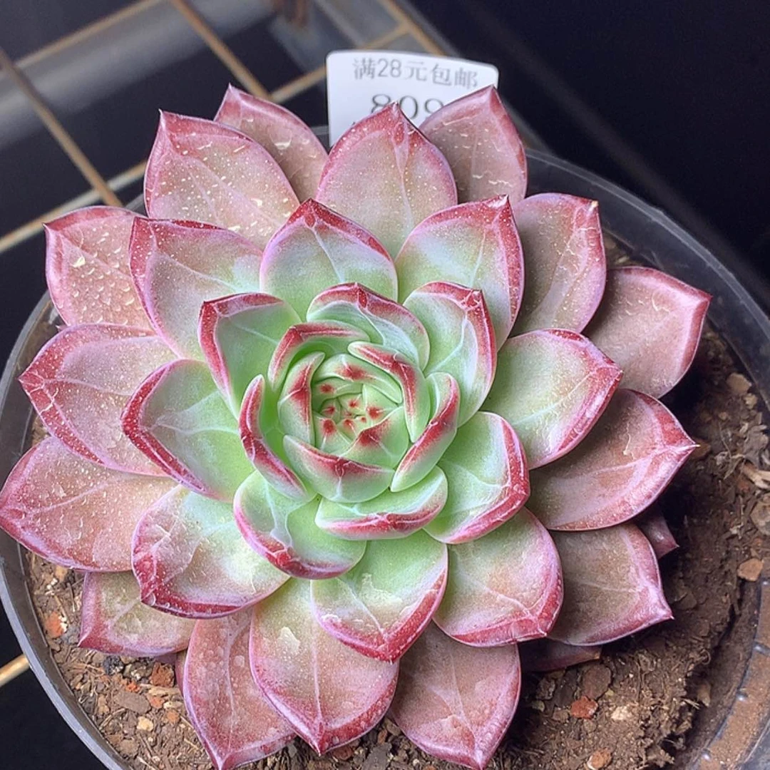 【闪购商品】云809号夜魔侠13厘米