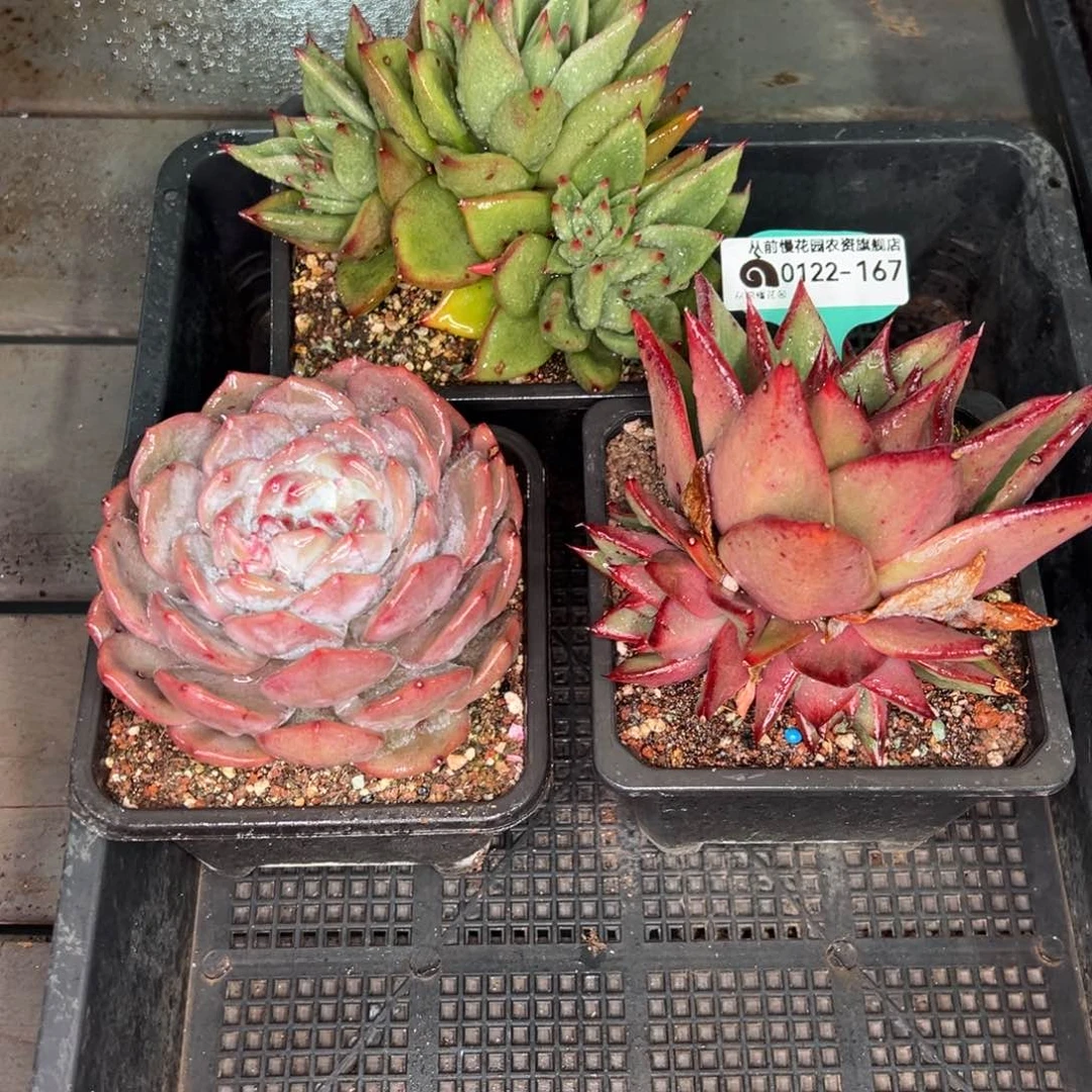 从前慢多肉精选编号0122.167