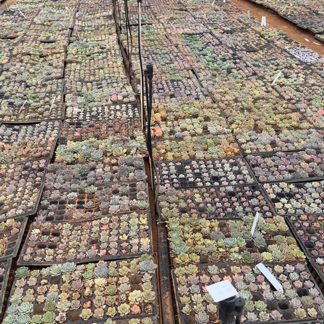 24-69编号珍妮二十颗量拍发货（条带颜色的）