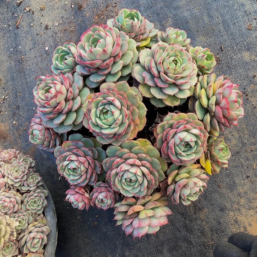 笨吧蒂斯28多肉带盆土