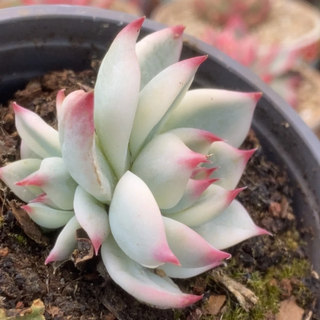 507锦锦锦锦锦锦锦锦锦