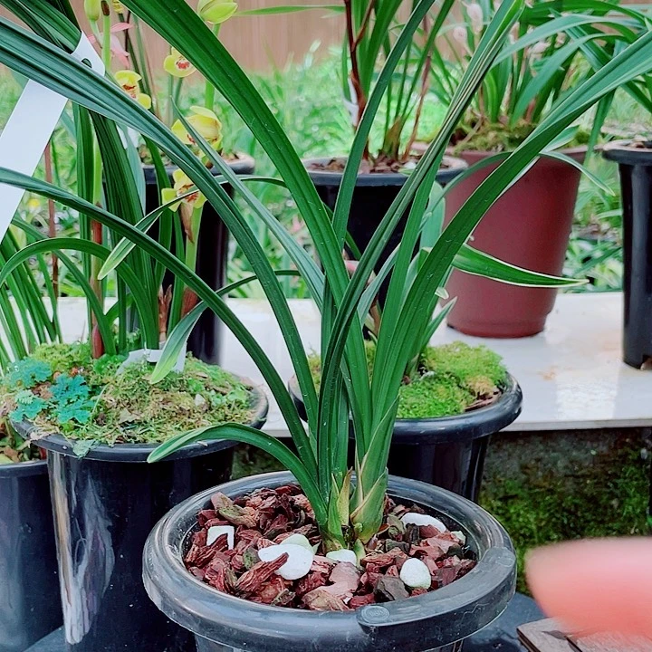 老***头无花朵一物一漂亮开花