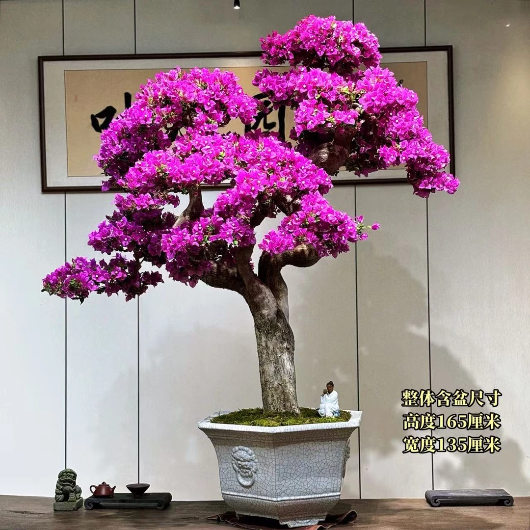 【叶胜园艺】精品小叶紫老桩三角梅盆景