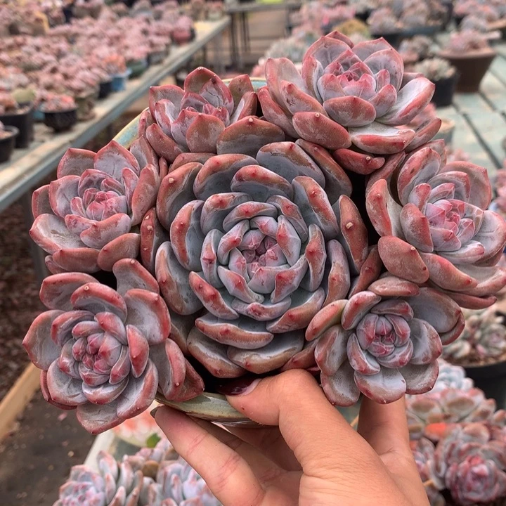 无砍石榴籽七头紫皮