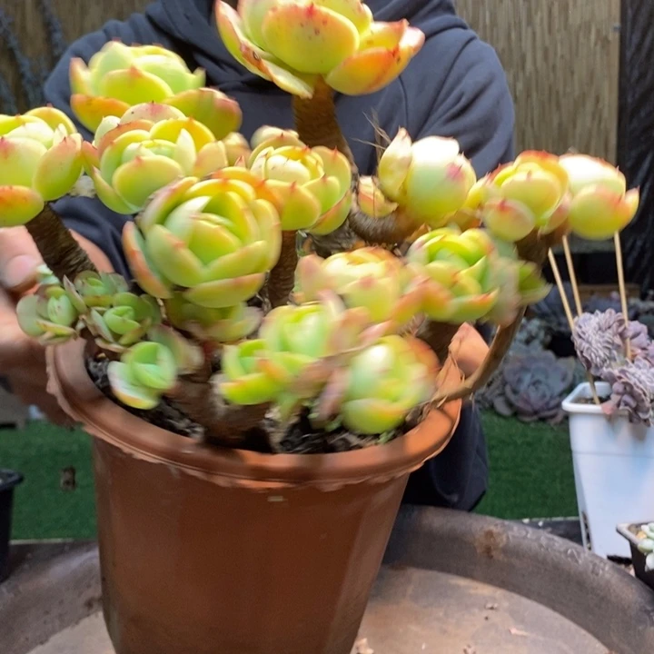 贾***J81号碧桃多肉植物