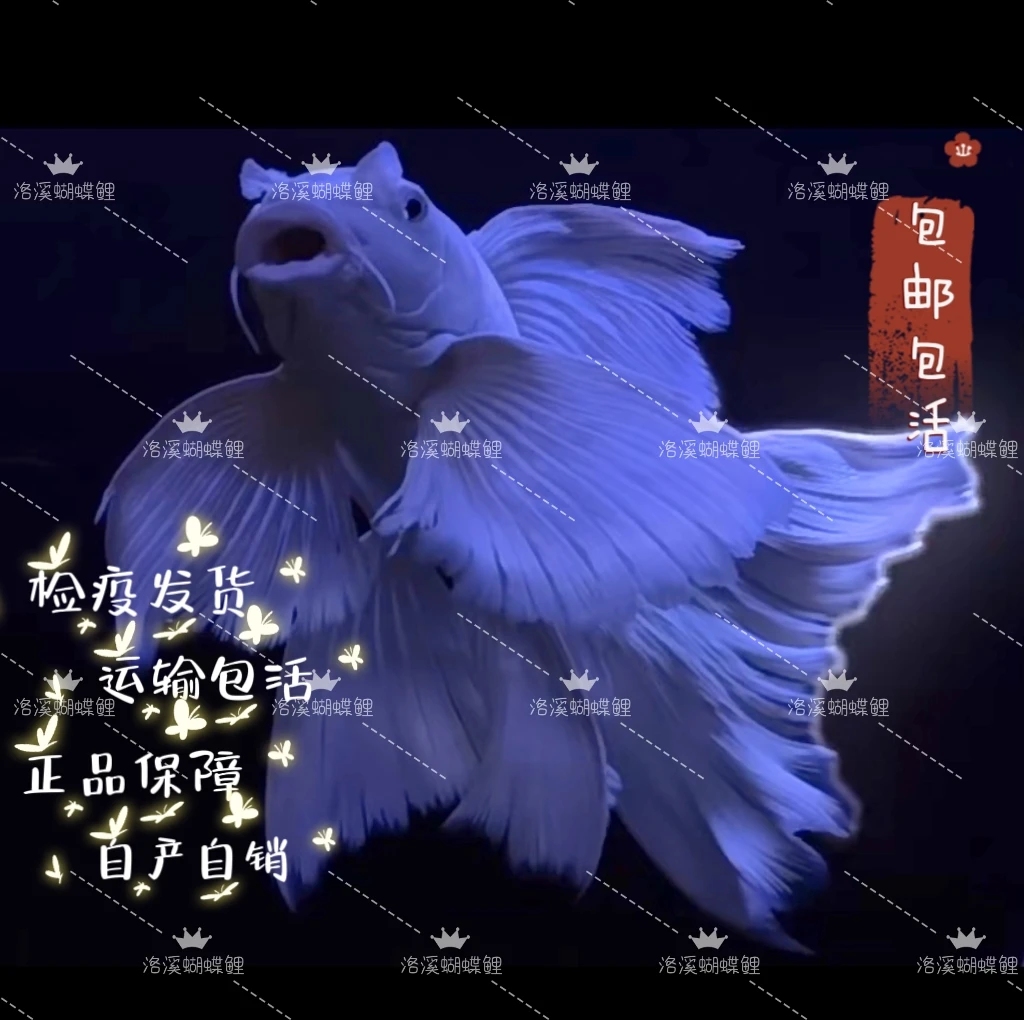 30-35公分赛级精品蝴蝶鲤浴场直发混养群养狮子头石膏白大鳍大尾