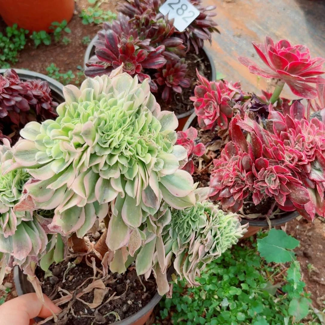 组合282 号多肉清棚不支持退货