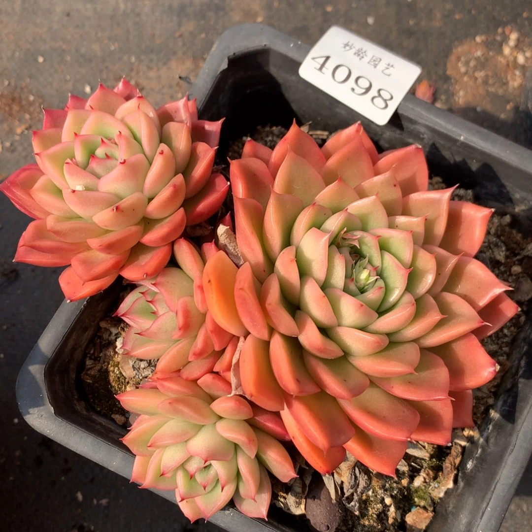 4098新年快乐发发发