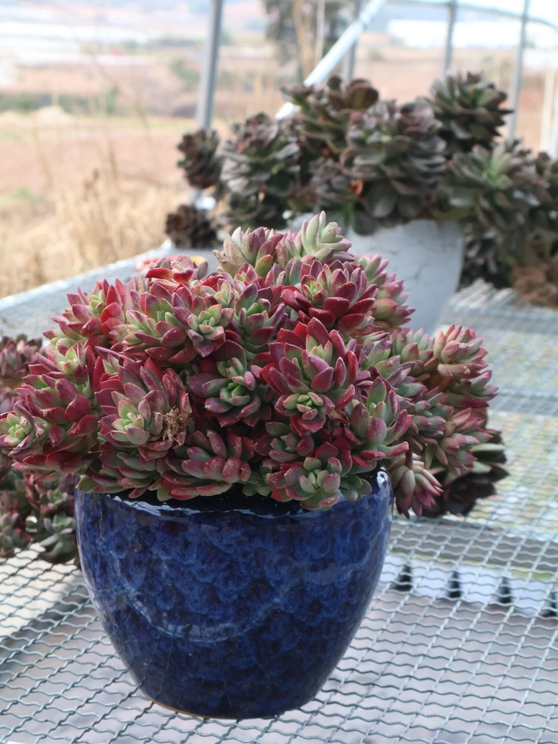 红稚莲老桩多肉   整装整群生 好养好活 不挑土壤不挑土质