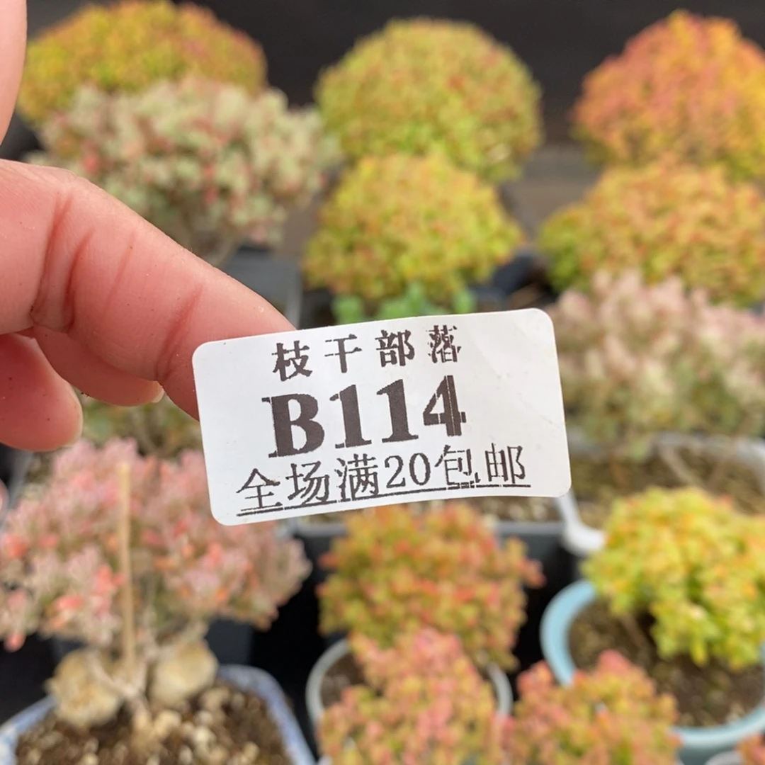 钱****114专拍 。