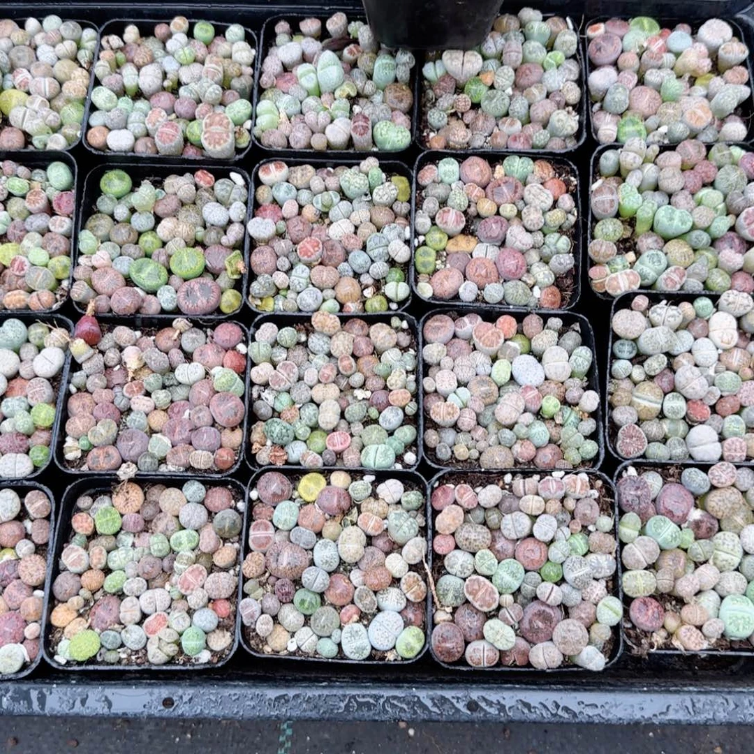生石花多肉植物一颗