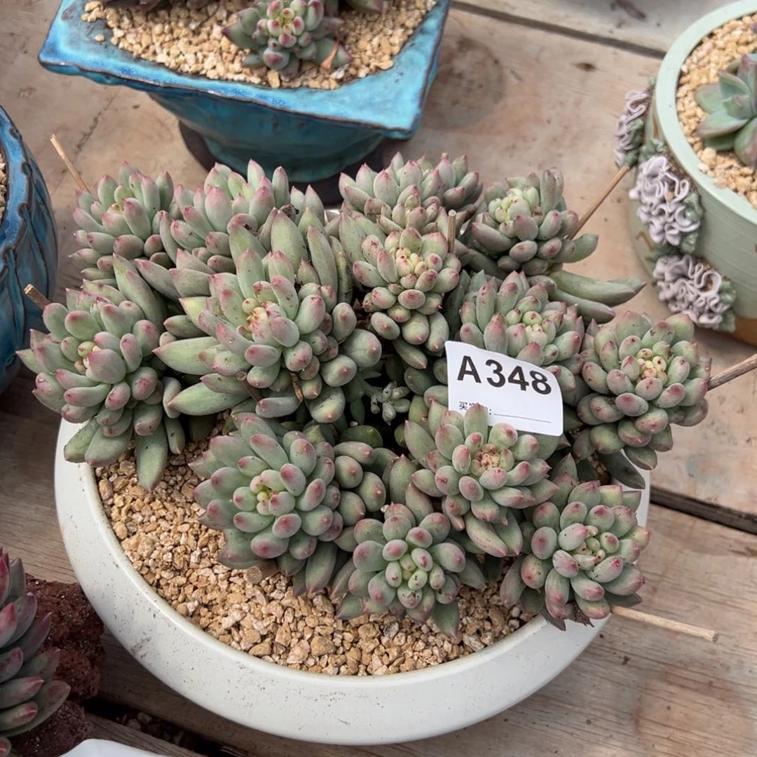 大***7348号岩子多肉多肉