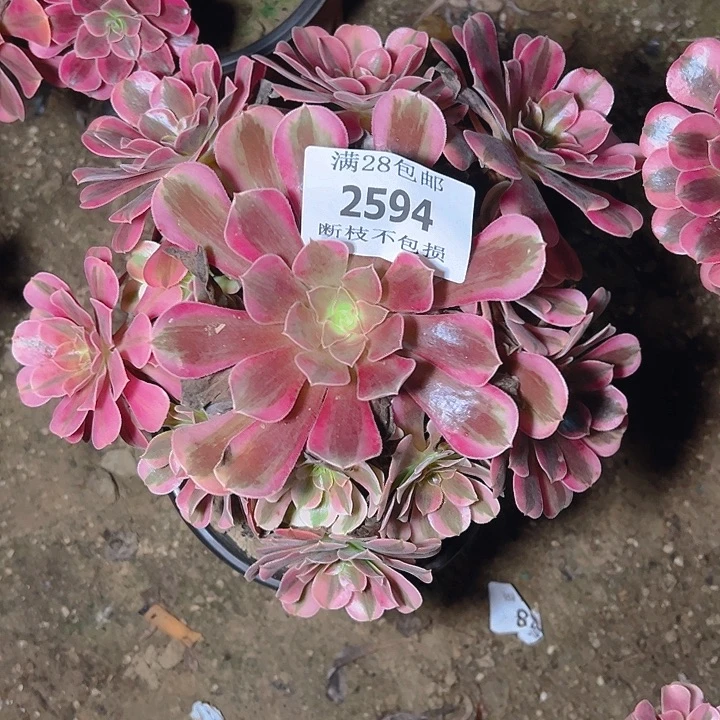 2594美杜莎多肉植物