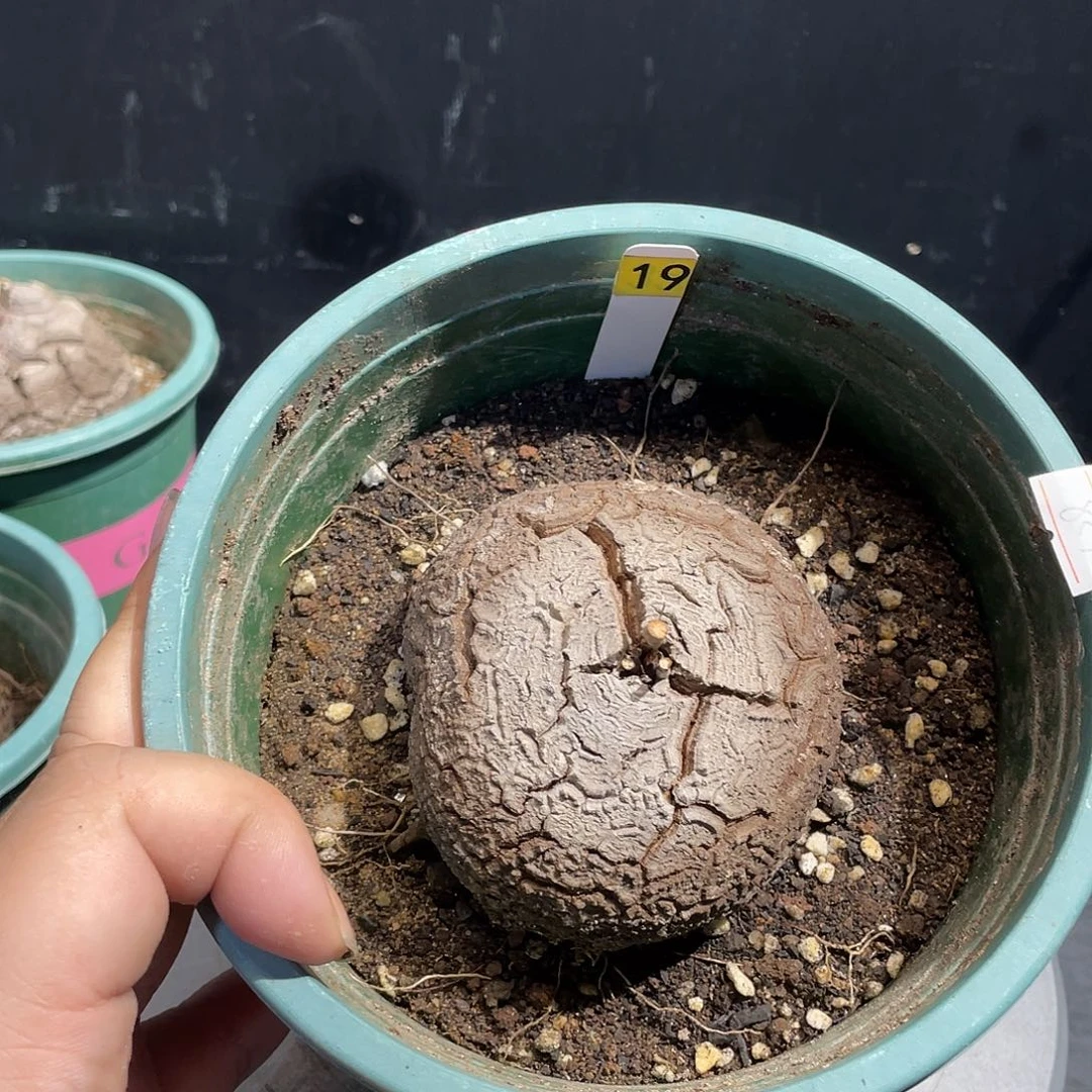龟甲龙19号不退换