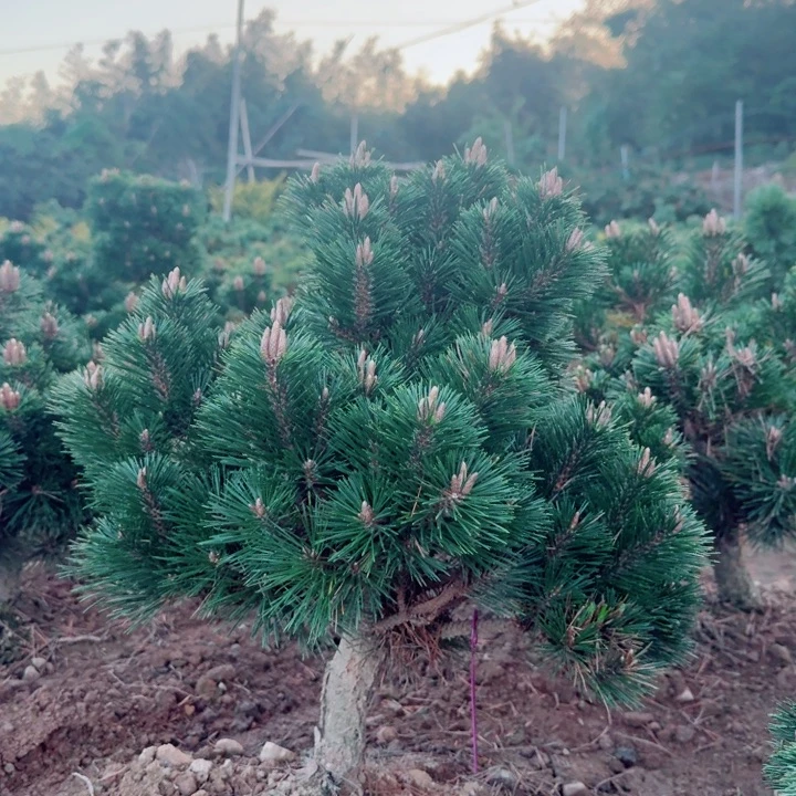 无花朵小**跑d g j k