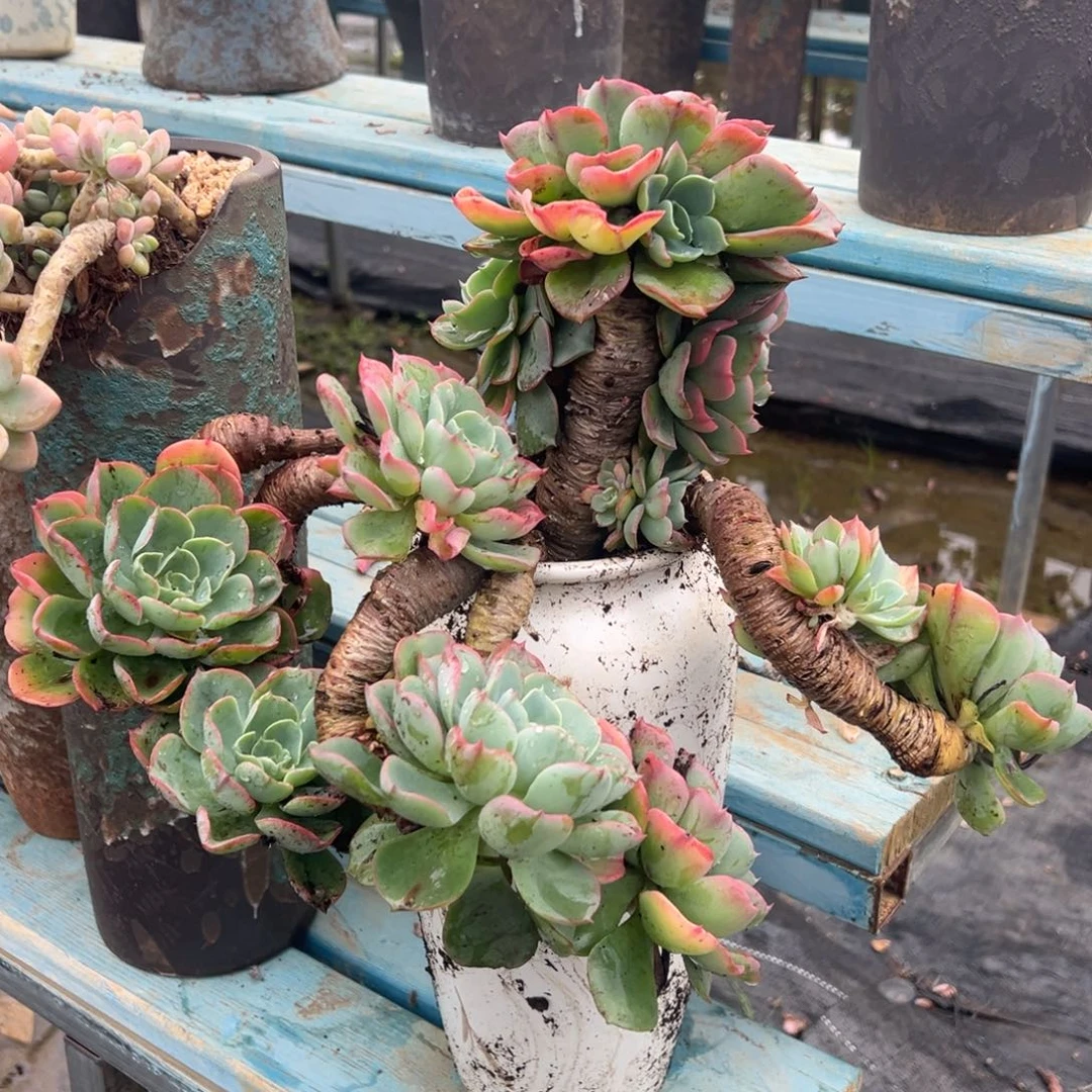 露养老桩雨滴裸肉