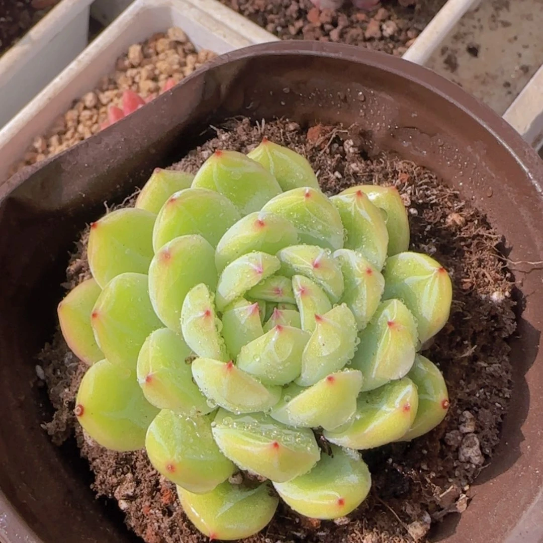 【闪购商品】小雪花珍妮