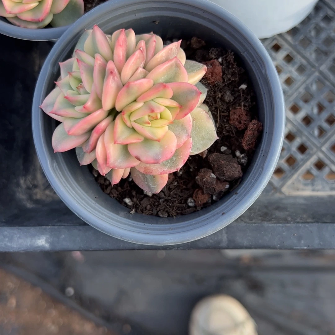 瑶****蜡牡丹锦多肉植物精品